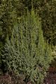 Juniperus pingii Loderi IMG_6272 Jałowiec Pinga